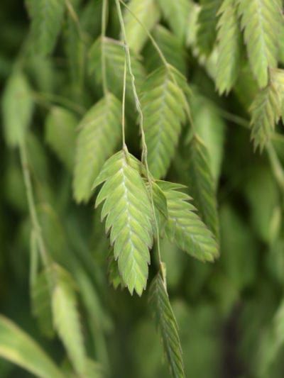 Chasmanthium Latifolium, Northern Sea Oats, Sea Oats, Lawn Alternatives, Ornamental Grass, Seed Heads, Light Salmon, Coastal Gardens, Grasses Garden