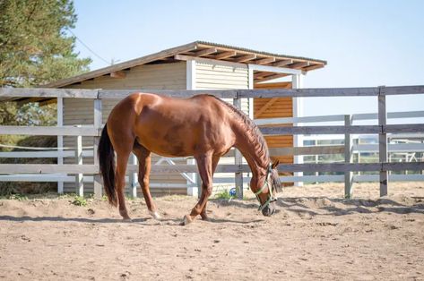 Horse Dry Lot Ideas, Horse Dry Lots, Dry Lots For Horses, Horse Paddocks, Mini Horse Barn, Horse Water Trough, Pasture Management, Horse Pens, Horse Shed