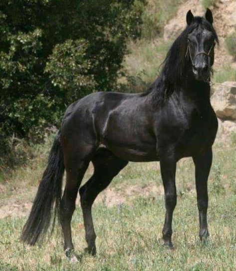 Black PRE Black Morgan Horse, Throughbred Horses, Kathiyawadi Horse, Morgan Horses, Spanish Horse, Friesian Horses, Marwari Horses, Morgan Horse, Black Stallion