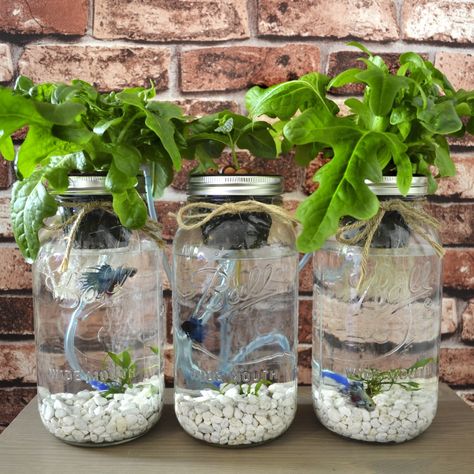 Hydroponic Herb Garden, Hydroponics Gardening, Salad Garden, Mason Jar Garden, Tanaman Air, Mason Jar Herbs, Indoor Aquaponics, Aquaponics Kit, Salad Kit