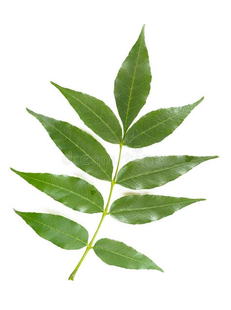 Ash tree Leave. Green Ash tree Leave on white background , #sponsored, #Leave, #tree, #Ash, #background, #white #ad Ash Background, Green Ash Tree, Green White Background, Ash Leaf, Ash Tree, Green Ash, Leaves Vector, Gold Text, Plant Identification