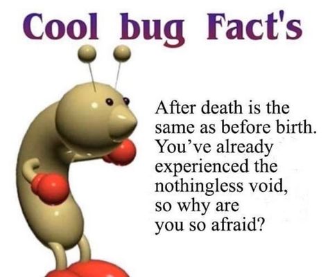 Cool Bug Facts, Bug Facts, Memes