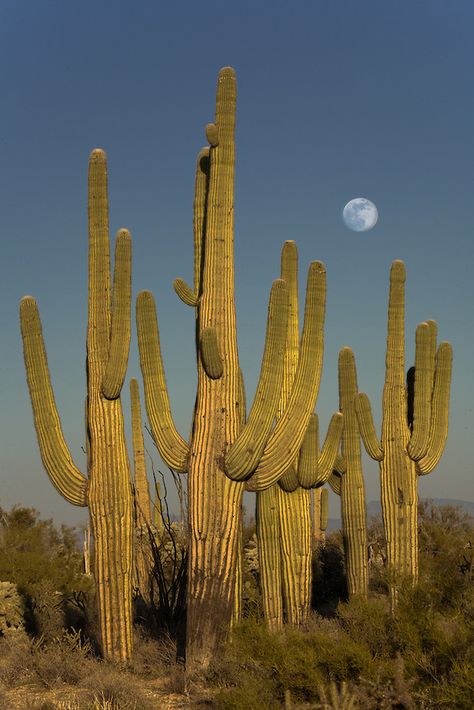 Desert Summer Aesthetic, Southwest Scenery, Mexico Nature, Desert Scenes, Sonora Desert, Desert Night, Desert Aesthetic, Nevada Desert, Southern Arizona