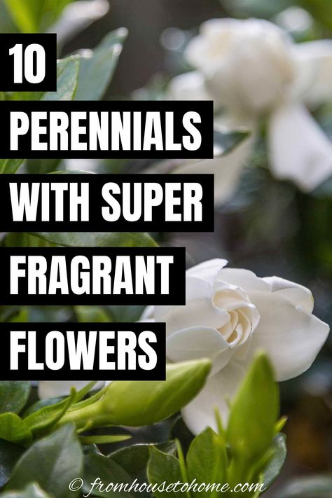 Fragrant Plants Outdoors, Fragrant Flowers Garden, Best Smelling Flowers, Scent Garden, House To Home, Smelling Flowers, Fragrant Garden, Fragrant Plant, Shade Perennials