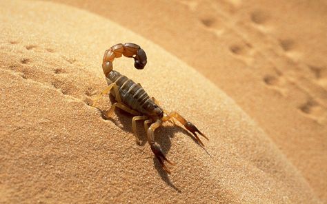 Desert, not dessert scorpion! Although in some places this is a delicacy! Desert Scorpion, Rabastan Lestrange, Vault Dweller, Scorpion Tattoo, Fallout New Vegas, Arachnids, Nature Tattoos, Animal Wallpaper, Animal Tattoos