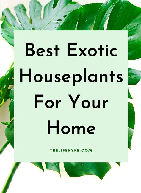 There are various exotic indoor plants to keep in your house apart from cactus and bonsai. Check them out here. Exotic House Plants, House Needs, Best Books, Indoor Plants, House Plants, Good Books, Cactus, Sweet Home, Herbs