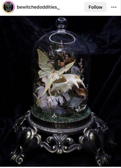 Bewitchedoddities_ Tasteful Taxidermy Interior Design, Butterfly Dome Display, Taxidermy Terrarium, Taxidermy Bugs, Fantasy Taxidermy, Gothic Taxidermy, Pretty Taxidermy, Taxidermy Aesthetic, Entomology Decor