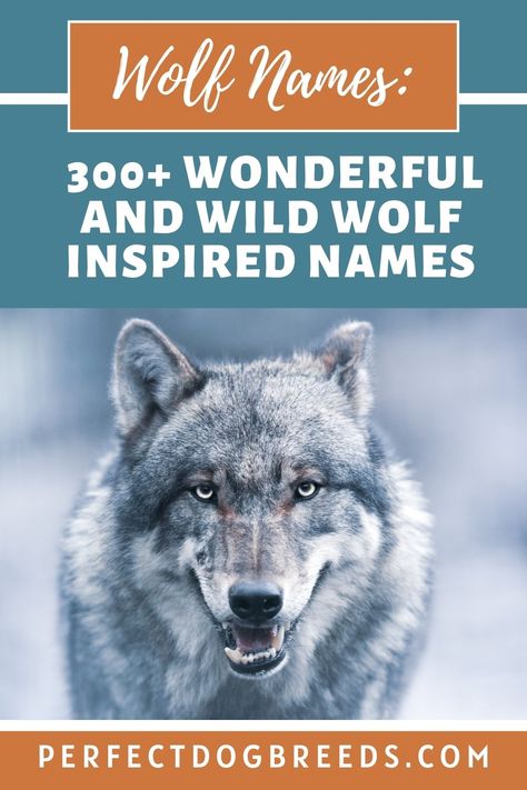 If you are looking outside the box for a unique name for your pooch Perfect Dog Breeds recommends checking out wolf names since they are closely related to dogs. We offer a list of 300+ names from which you may find exactly what you seek. We categorize the names by male and female. Another list are names that all mean wolf, another are famous wolf names. Another twist is Native American names for wolf as well as the word wolf in other languages. Check it out… #wolf #wolfnames #dogandwolf Names That Mean Wolf, Wolf Names, Native American Names, Wolf Ranks, Big Dog Names, American Names, Native American Dog, Native American Animals, Wolf Dogs