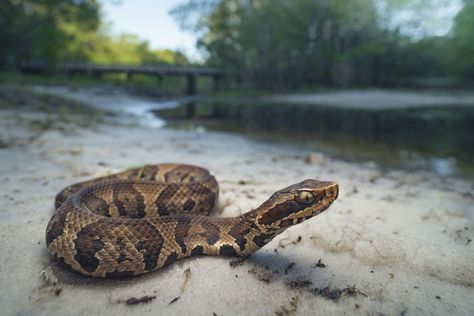 Top 10 Venomous North American Snakes - Reptiles Magazine Water Moccasin Snake, Cottonmouth Snake, Snake Facts, Poisonous Snakes, Types Of Snake, Coral Snake, Florida Water, Pit Viper, Baby Reindeer