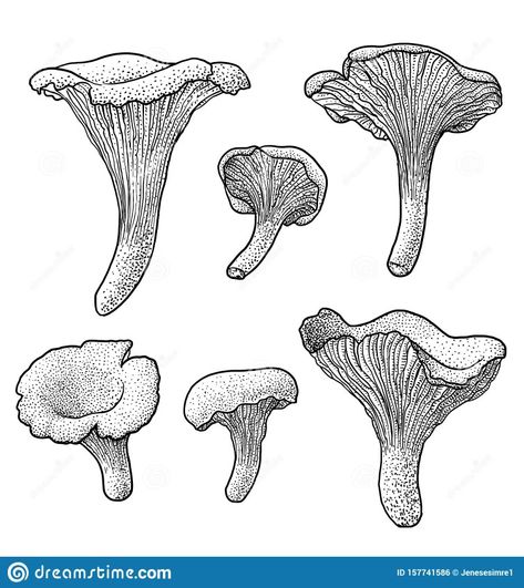 Chanterelle Mushroom Illustration, Chantrell Mushrooms Tattoo, Chanterelle Mushroom Tattoo, Chanterelle Tattoo, Fine Line Mushroom, Asparagus Drawing, Chanterelle Mushrooms, Mushroom Tattoos, Mushroom Drawing