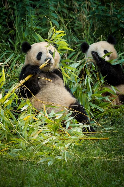 What exactly do pandas eat Bear Aesthetic Cute, Panda Bear Aesthetic, Panda Bear Drawing, Bear Drawing Easy, Female Panda, Bear Facts, Cute Pandas, Raccoon Family, Panda Bears