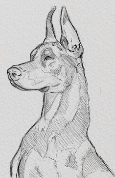 Dog Tutorial Drawing, Dog Drawing Sketches, How To Draw A Dog, Drawing A Dog, Dog Drawing Easy, Sketches Of Animals, How To Draw Dogs, Dog Draw, Sketch Dog