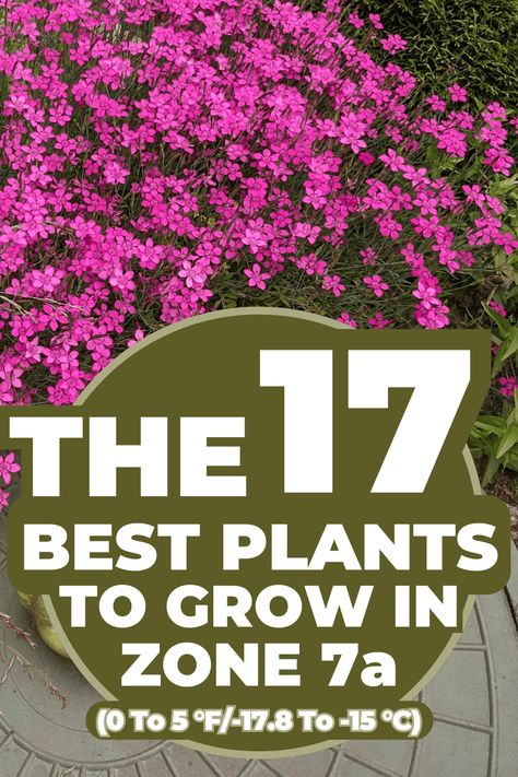 The 17 Best Plants to Grow in Zone 7a (0 to 5 °F/-17.8 to -15 °C) Zone 7 Gardening Landscaping, 7a Planting Zone, Zone 7 Landscaping Ideas, What Planting Zone Am I In, Plants For Zone 7 Landscapes, Zone 7a Planting Schedule, Zone 7 Perennials Garden Ideas, Zone 7 Flower Garden, Zone 7a Landscaping