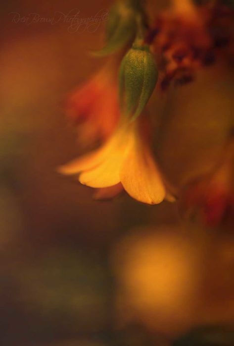 20150218_0172 | Textures and soft focus - Calandiva Flower | Rrea Brown (Photography) | Flickr Soft Focus Photography, Brown Photography, Focus Photography, Soft Focus, Dark Academia, Texture, Flowers, Photography, Nature