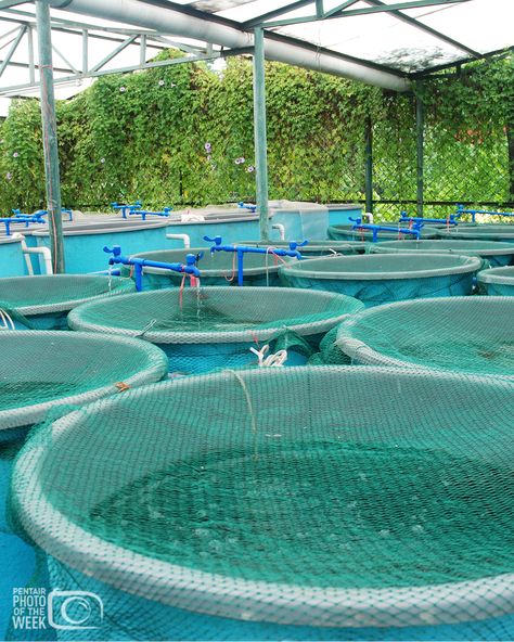 In our Pentair AES Featured Aquaculture Photo, explore a land-based #fishfarm where they raise different species of #fish using #RAS #waterrecirculation techniques. Take a peek inside #ThePentairLife * * * * * * #fishfarming #fishgeek #recirculatingaquaculture #fishfarmer #fishery #hatchery #troutfarm #trout #salmon #sustainableseafood Prawn Farming, Water Engineering, Trout Farm, Smart Farm, Fish Hatchery, Trout Fish, Garden Therapy, Sustainable Seafood, Different Species