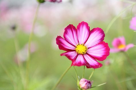 Cosmos Flower, Cosmos, Flower, Plant, Nature, Garden Cosmos Bipinnatus, Flower Close Up, Scientific Name, Attracting Bees, Autumn Lights, Plant Seeds, Pollinator Garden, Plant Spacing, How To Attract Birds