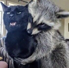 Raccon With Cat. So cute! Raccoon Pictures Cursed, Raccoon And Possum Matching Pfp, Raccoon And Dog, Raccoon Reaction Pic, Racoon Memes Funny, Raccoon Memes Funny, Cursed Raccoon, Racoons Funny, Funny Raccoon Pictures