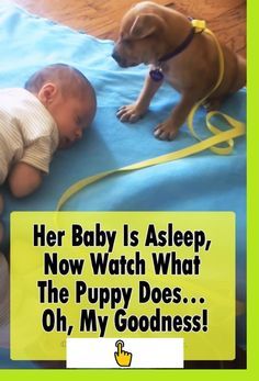 Puppies Videos, Boxer Dog Puppy, Cute Dog Quotes, Sleepy Puppy, Adorable Puppy, Cute Funny Dogs, Baby Puppies, Dog Gifs, Dog Training Tips