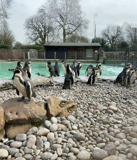 Zoo Keeper Aesthetic, Zoo Job Aesthetic, London Zoo Aesthetic, Zoo In, London Zoo Zsl, Planet Zoo Penguin Habitat, Red River Hog, Humboldt Penguin, Zoo Keeper