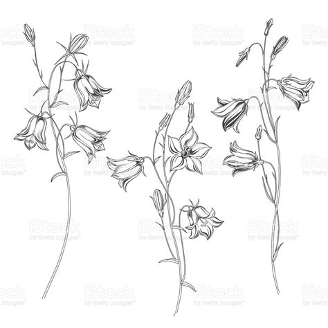 Campanula Drawing, Bluebells Flower Tattoo, Bluebell Tattoo, Bellflower Campanula, Bluebell Flowers, Belle Tattoo, Flowers Sketch, Blue Bell Flowers, Visual Library