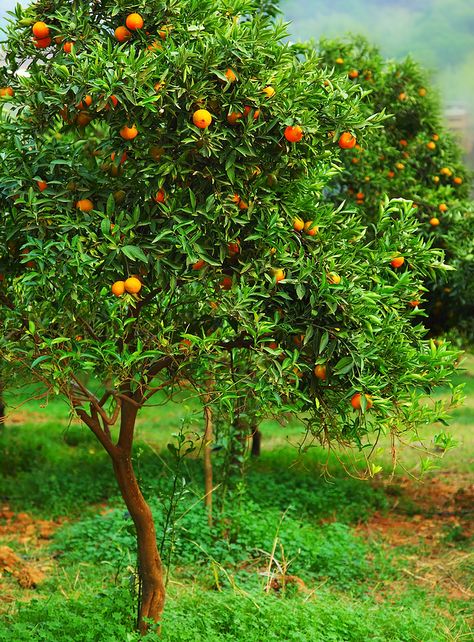 Mandarin Orange Tree (Citrus reticulata) ~ Mandarins oranges—in all their forms--are probably descended from wild oranges that grew in northeast India as long as 3,000 years ago. From India, Clementine Tree, Mandarin Tree, Types Of Shrubs, Growing Bamboo, Tattoo Plant, Beautiful Patios, Citrus Trees, Deep Orange, Orange Tree