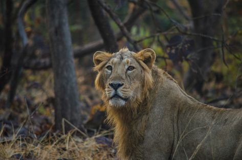 Gir Lion Photography, Gir National Park Photography, Gir National Park, Asiatic Lion, National Park Photography, Lion Photography, National Parks Photography, Park Photography, Bucket Lists