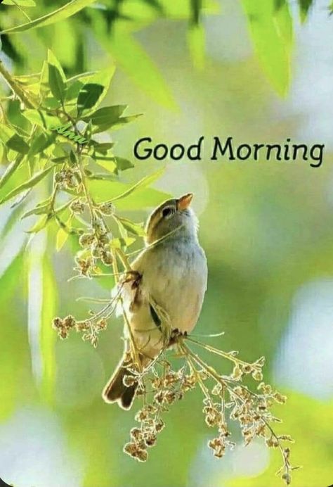 Morning Birds, Morning Sweetheart, Night Beautiful, Beautiful Morning Quotes, Morning Nature, Good Morning Nature, Good Morning Flowers Quotes, Good Morning Beautiful Flowers, Good Morning Flowers Pictures