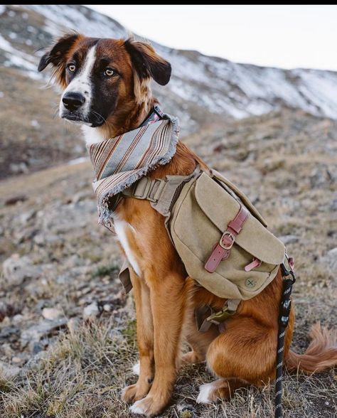 WOLF REPUBLIC (@wolf_republic) • Instagram photos and videos Easy Pets, Hiking Dogs, Dog Backpack, Bag Dispenser, Adventure Gear, Dog Gear, Dog Travel, Bernese Mountain Dog, Mountain Dogs