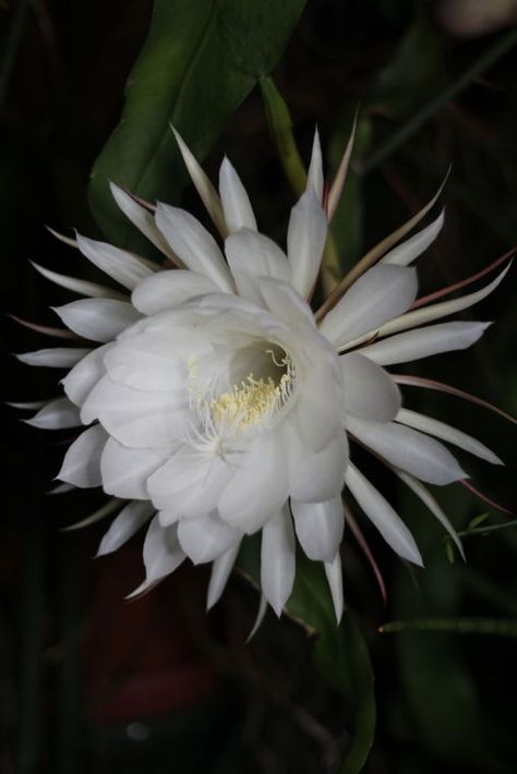 The Queen of the Night Flower is Mysterious and Interesting - The Houseplant Guru Nature, Queen Of The Night Tattoo, Queen Of The Night Flower Tattoo, Queen Of The Night Plant, Queen Of The Night Flower, Point Tattoo, Queen Of The Night, Night Flowers, Moon Garden