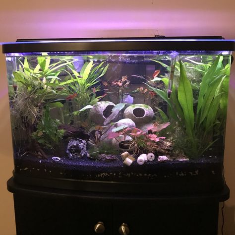 Beginner Fish Tank Setup, Freshwater Community Tank, Community Tank Freshwater, Community Betta Tank, Aethstetic Fish Tank, Community Fish Tank, Frog Tank, Community Tanks, Fish Tank Terrarium