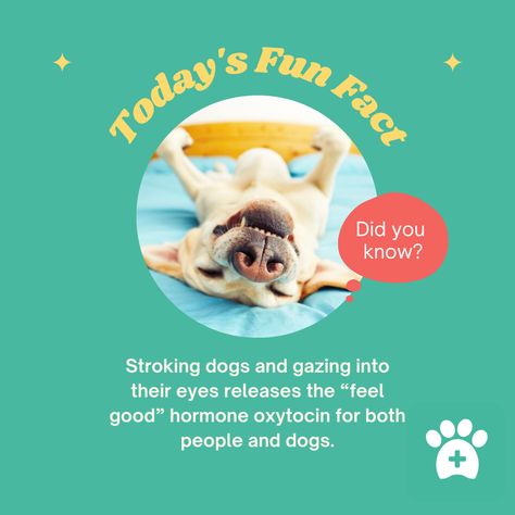 Pet Social Media Design, Animal Infographic, Pet Branding, Product Poster, Posts Ideas, Dog Foods, Motion Poster, Vet Clinic, Pet Businesses