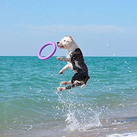 Puller Standard Two Rings not just toy for dogs Active toy for dogs Fitness toys for dogs Ideal for medium and large breeds Dog * Check this awesome product by going to the link at the image. (This is an affiliate link) #dogflyingdiscs Dog Flying, Fitness Toys, Toys For Dogs, Flying Discs, Active Dogs, Active Toys, Two Rings, Good Bones, Dog Activities