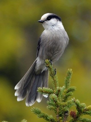 Gray jay, Little Crater Lake, August 2017 Grey Jay Bird, Grey Jay Tattoo, Grey Jay Bird Tattoo, Gray Jay Tattoo, Whiskey Jack Bird, Canada Jay, Stellers Jay, Grey Jay, Whisky Jack