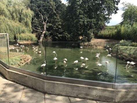 https://www.zoochat.com/community/media/flamingo-enclosure-080818.410977/full?lightbox=1&update=1534787539 Flamingo Enclosure, Flamingo Habitat, Zoo Habitats, Planet Zoo Aquatic Habitat, Planet Zoo Flamingo Habitat, Planet Zoo Rhino Habitat, Planet Zoo Exhibit, Flamingo Exhibit, Animal Enclosures