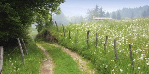 A Simple Life, Atmospheric Phenomenon, Park Ranger, Cottagecore Aesthetic, Rural Area, Nature Aesthetic, Green Aesthetic, Simple Life, Country Living