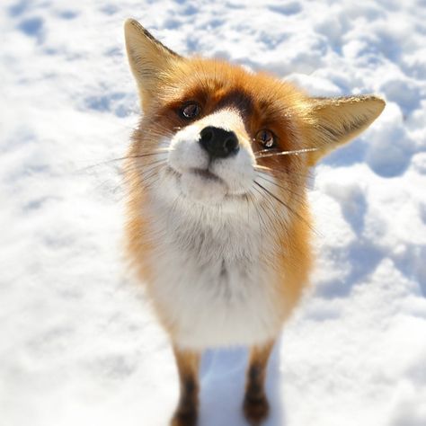 Fox Closeup In Snow Field #iPad #Wallpaper Cute Fox, Red Fox, Cute Creatures, Sweet Animals, Animal Planet, Animal Photo, 귀여운 동물, Animals Friends, Beautiful Creatures