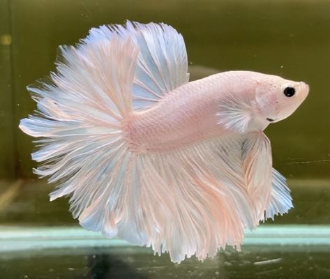 Beautiful Beta Fish, Pearlscale Fish, Pretty Betta Fish, Pet Fish Aesthetic, Rosetail Betta, Pink Betta Fish, Cute Fishes, Fish Pictures, Betta Aquarium