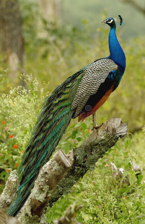 Peacock. Sitting on tree branch at mudumalai forest, india , #sponsored, #tree, #Sitting, #Peacock, #branch, #india #ad Peacock Feather Photo, Peacock Photos Photography, Peacock Anatomy, Peacock Photos Beautiful Birds, Peacock Side View, Real Peacock Images, Peacock Meaning, Peacock Walking, Peacocks Bird