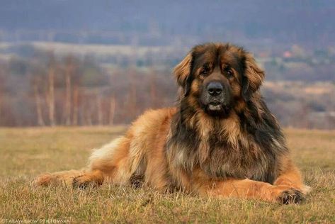 Leonberger Puppy, Leonberger Dog, Caucasian Shepherd Dog, Cool Dog Houses, Purebred Dogs, Pretty Dogs, Best Dog Breeds, Popular Dog, Dog Images