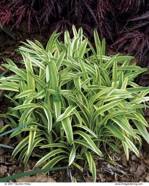 Variegated Lilyturf, Boarder Plants, Perennial Border Plants, Garden Border Plants, Blooming Perennials, Liriope Muscari, Edging Plants, Landscape Borders, Walkway Landscaping