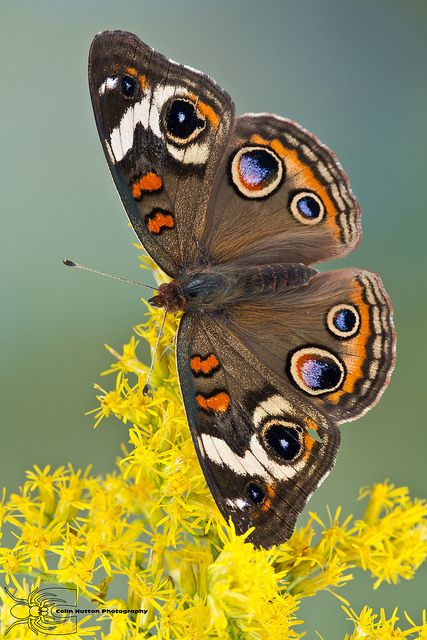 Common Buckeye - Junonia coenia | Flickr - Photo Sharing! Common Buckeye Butterfly, Buckeye Butterfly, Beautiful Butterfly Photography, Butterfly Species, Butterfly Photos, Beautiful Bugs, Praying Mantis, Butterfly Pictures, Airbrush Art