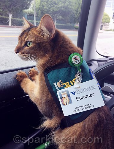 My first therapy cat visit! #therapycat #therapypet #workingcat #cats Biting People, Cat Therapy, Fuzzy Pants, Service Cat, Therapy Cat, Cat Nutrition, F2 Savannah Cat, Therapy Animals, Cat Spray