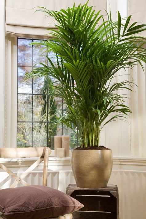 Modern Indoor Plants, Plants Decoration Ideas, Indoor Plants Bedroom, Home Gardening Ideas, Indoor Plants Styling, Small Yard Landscaping, Plants Aesthetic, نباتات منزلية, House Interior Design Styles