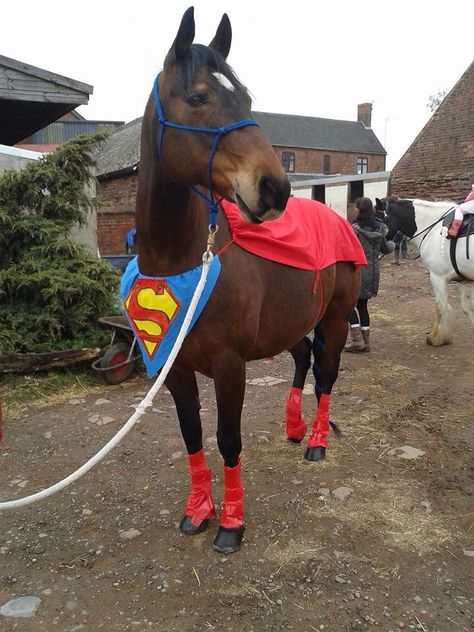 Brown Horse Costume Ideas, Superman Horse Costume, Chestnut Horse Halloween Costumes, Costume Ideas For Horses, Halloween Costumes With Horses, Horse Halloween Costumes Equestrian, Diy Horse Costume, Horse Halloween Costumes Ideas, Halloween Horse Costumes