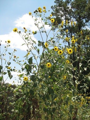 Wild Sunflower - Scientific name:   Helianthus annuus  Abundance:  plentiful  What:   young flowers, seeds  How:   seeds can be eaten raw, ground into flour,... Nature, Wild Sunflowers, Edible Weeds, Cream Tattoo, Sunflower Leaves, Wild Sunflower, Soap Inspiration, Edible Wild Plants, Helianthus Annuus