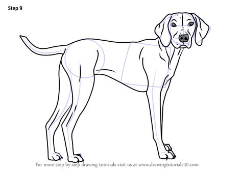 Learn How to Draw a Vizsla Dog (Dogs) Step by Step : Drawing Tutorials Back Of A Dog Drawing, Drawing Of A Dog Easy, Vizsla Tattoo Minimalist, Dog Outline Drawing Simple, Vizsla Illustration, Weimaraner Drawing, Hungarian Vizsla Drawing, Puppy Coloring Pages, Dog Line Art