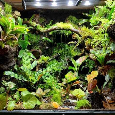 Bioactive Gecko Enclosure, Paludarium Dart Frog, Bioactive Dart Frog Vivarium, Cool Gecko Tanks, Dart Frogs Vivarium, Bioactive Snake Tank, Frog Tank Aesthetic, Dart Frog Vivarium Waterfall, Bioactive Vivarium Frog