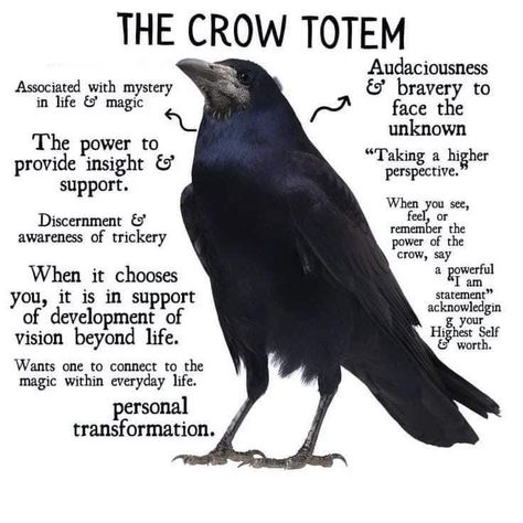 Crow Facts, Crow Spirit Animal, Crow Totem, Spirit Animal Meaning, Animal Meanings, Animal Spirit Guides, Witch Spirituality, Magic Spell Book, Animal Guides