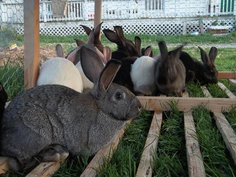 Rabbit Tractor, Rotational Grazing, Raising Rabbits For Meat, Rabbit Pen, Outdoor Rabbit Hutch, Rabbit Habitat, Rabbit Farm, Meat Rabbits, Raising Rabbits