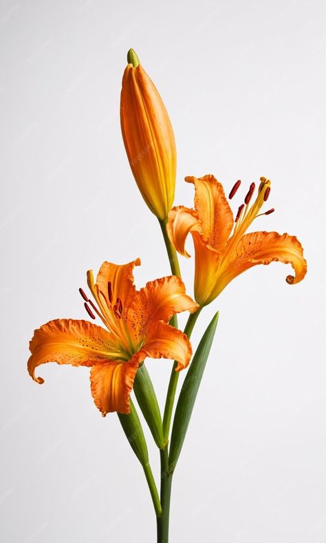 Premium Photo | Blooming orange lily stem on white background Lily Flower Orange, Orange Lilly, Orange Lily Flower, Orange Lilies, Vase Bouquet, Orange Lily, Lily Bloom, Organic Forms, Easy Drawings Sketches